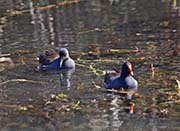 Picture/image of Common Gallinule