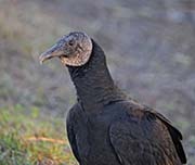 Picture/image of Black Vulture