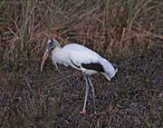 Picture/image of Wood Stork