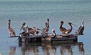 Picture/image of Brown Pelican