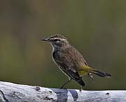 Picture/image of Palm Warbler