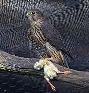 Picture/image of Merlin