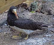 Picture/image of Brown Booby