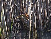 Picture/image of Least Bittern
