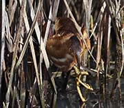 Picture/image of Least Bittern
