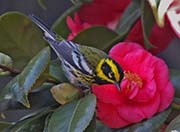 Picture/image of Townsend's Warbler
