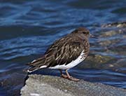 Picture/image of Black Turnstone