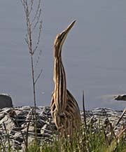 Picture/image of American Bittern
