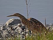 Picture/image of American Bittern