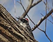 Picture/image of Nuttall's Woodpecker