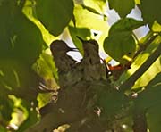 Picture/image of Costa's Hummingbird