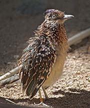 Picture/image of Greater Roadrunner