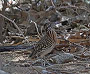 Picture/image of Greater Roadrunner