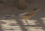 Picture/image of Greater Roadrunner