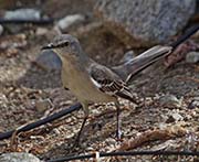Picture/image of Northern Mockingbird