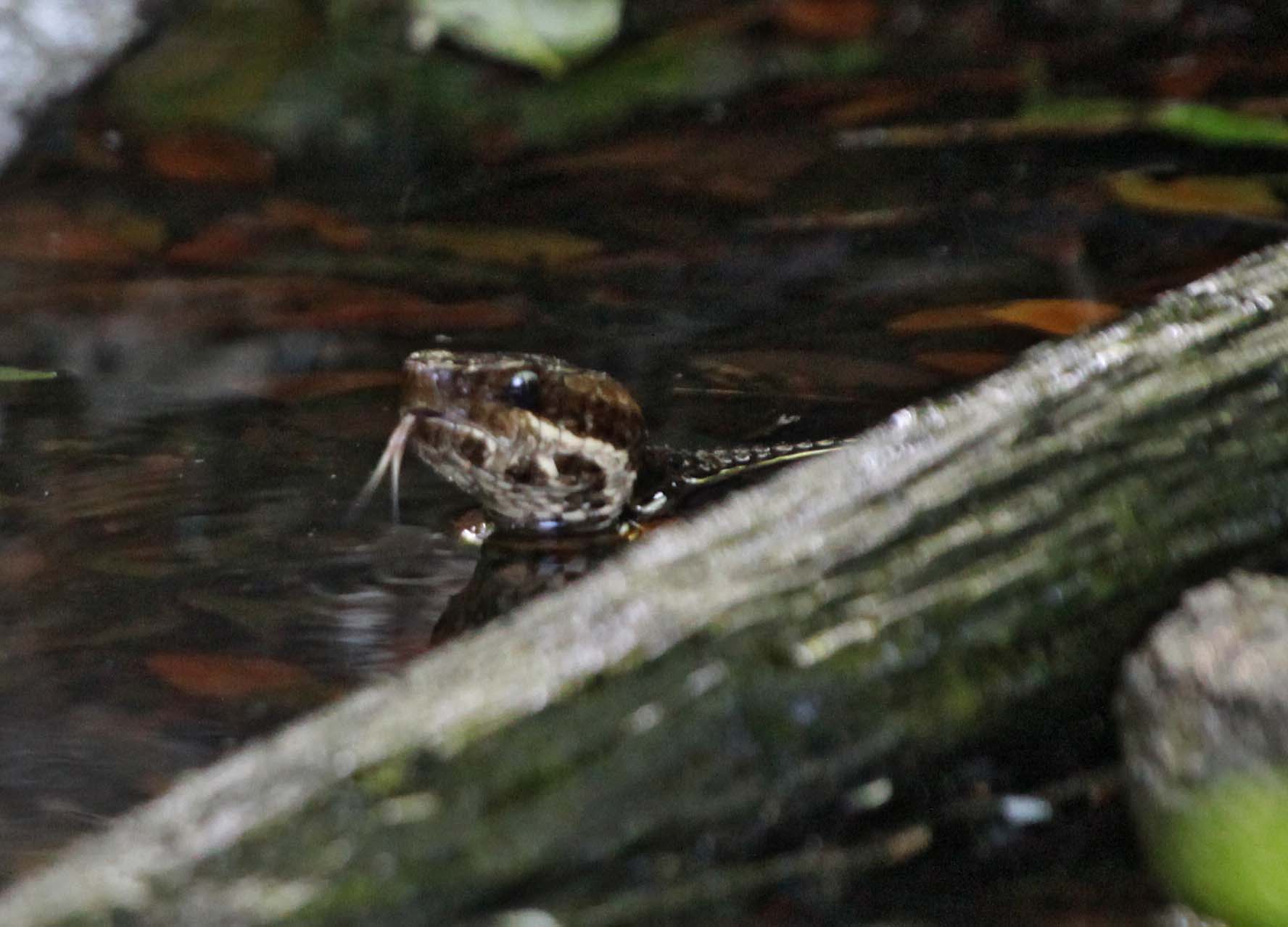 Pictures of Galveston Island