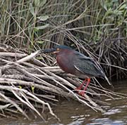 Picture/image of Green Heron