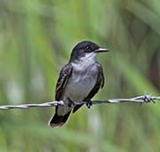 Picture/image of Eastern Kingbird