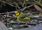 Picture/image of Hooded Warbler