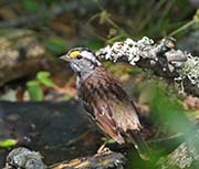 Picture/image of White-throated Sparrow