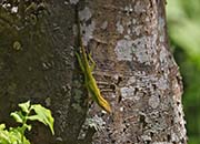 Picture/image of Galveston Island