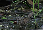 Picture/image of Lincoln's Sparrow