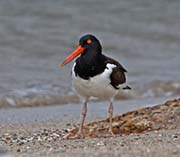 Picture/image of American Oystercatcher