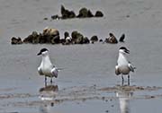 Picture/image of Gull-billed Tern