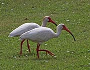 Picture/image of White Ibis