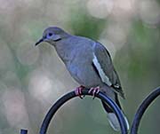 Picture/image of White-winged Dove