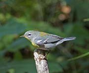 Picture/image of Northern Parula