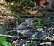 Picture/image of Northern Parula