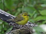 Picture/image of Hooded Warbler