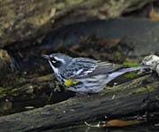 Picture/image of Yellow-rumped Myrtle Warbler