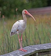 Picture/image of White Ibis