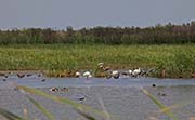 Picture/image of Brazoria NWR