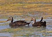 Picture/image of Mottled Duck