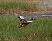 Picture/image of Blue-winged Teal