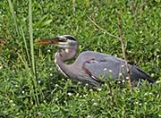 Picture/image of Great Blue Heron