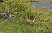 Picture/image of Brazos Bend State Park