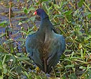 Picture/image of Purple Gallinule