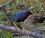 Picture/image of Purple Gallinule