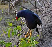 Picture/image of Purple Gallinule