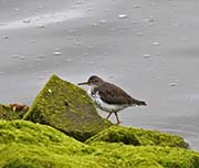 Picture/image of Spotted Sandpiper