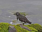Picture/image of Black Turnstone