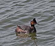 Picture/image of Eared Grebe