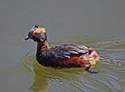 Picture/image of Horned Grebe