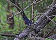 Picture/image of Eastern Towhee