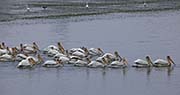 Picture/image of American White Pelican