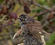 Picture/image of Song Sparrow